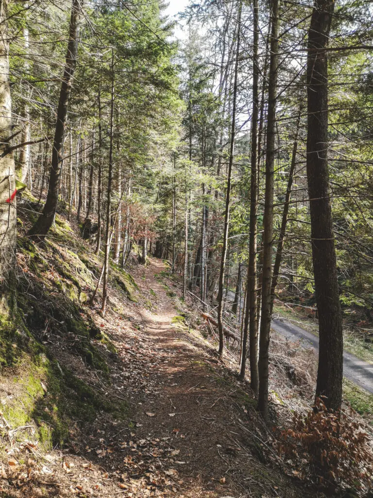 single route forestière