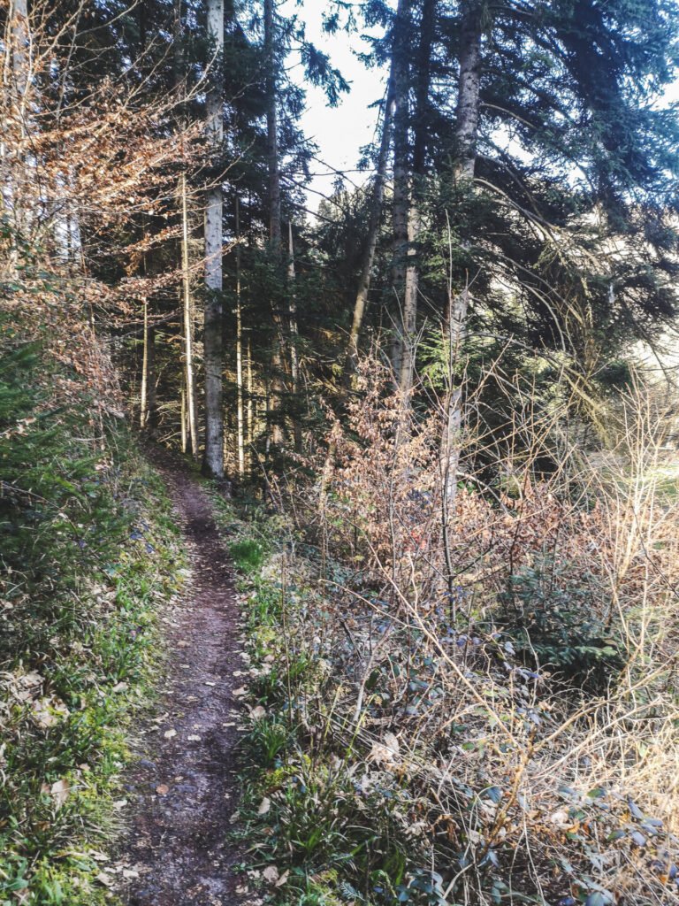 Single trail Oberhaslach