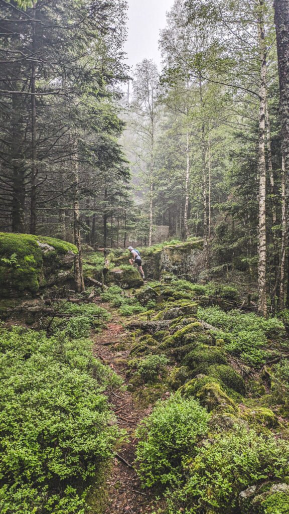 sentier oublié