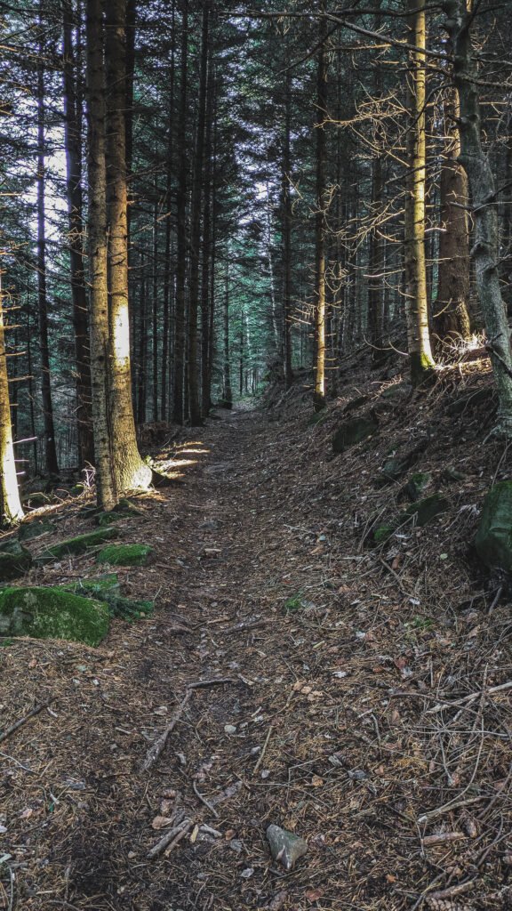single forêt Gaggenau